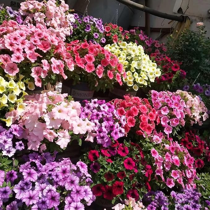 Petunia Petunia Hybrida Mixed Flower Seeds for Planting – Great for Patio Gardens, Containers, and Seasonal Blooms