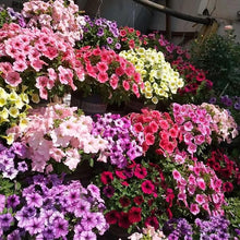 Petunia Seeds for gardeners building out beds and borders