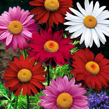Pyrethrum Tanacetum Cinerariifolium Seeds for a bright addition to the Garden Use
