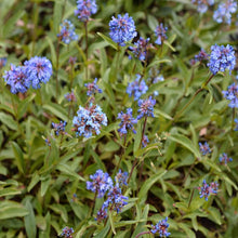 Polemonium Jacob’s Ladder Seeds (Polemonium reptans) for colorful blooms in the Flower Bed & Shade Garden