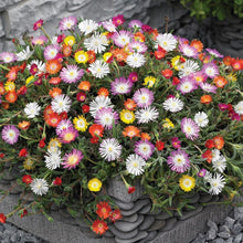 Ice Plant Dorotheanthus bellidiformis flower seeds for planting in home garden or ground cover areas - for planting in home garden