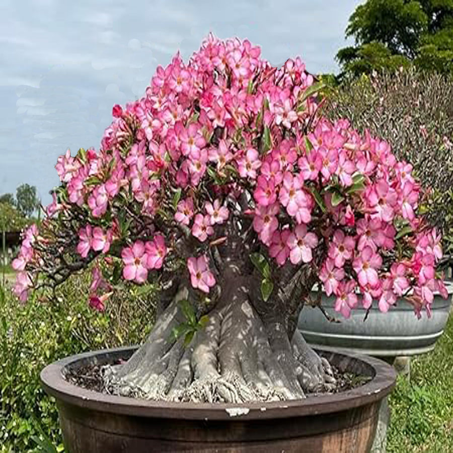 Desert Rose Adenium Seeds â€“ 9 Color Variants of This Beautiful Bonsai Succulent
