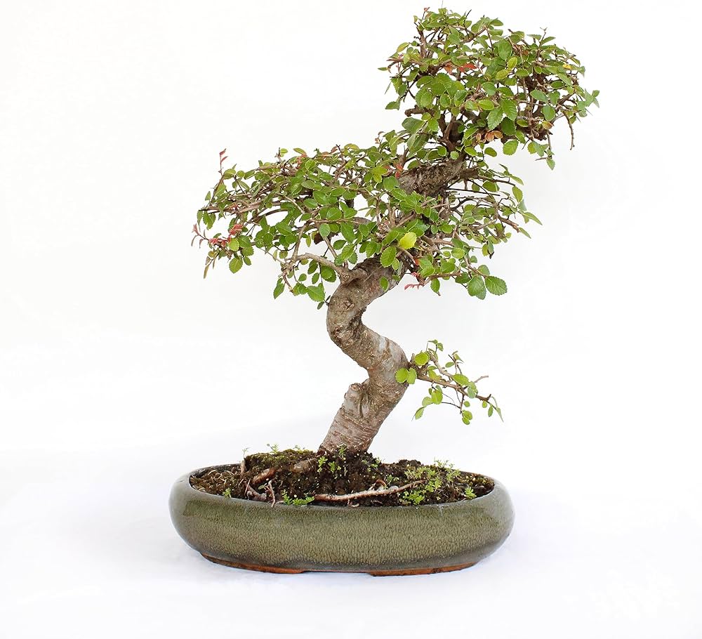 Japanese Zelkova Tree ��������� Zelkova serrata ��������� for bonsai planting