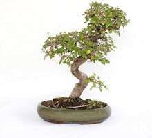 Japanese Zelkova Tree ��������� Zelkova serrata ��������� for bonsai planting