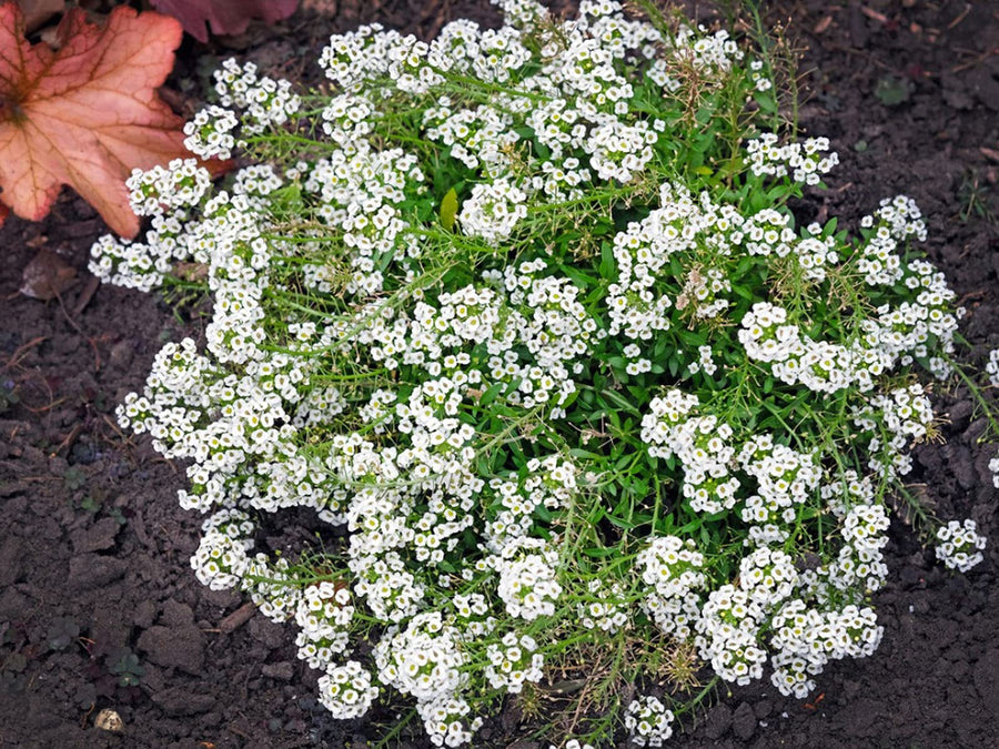 Alyssum Korb Gold flower seeds producing compact mounds of sunny yellow blooms perfect for borders and rock gardens