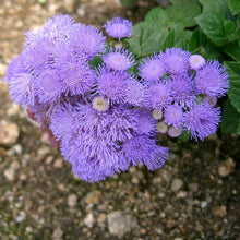 Mistflower Seeds (Conoclinium coelestinum) for a bright addition to the Wildflower Patch