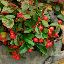 Wintergreen Seeds (Gaultheria procumbens) for a colorful addition to any planting