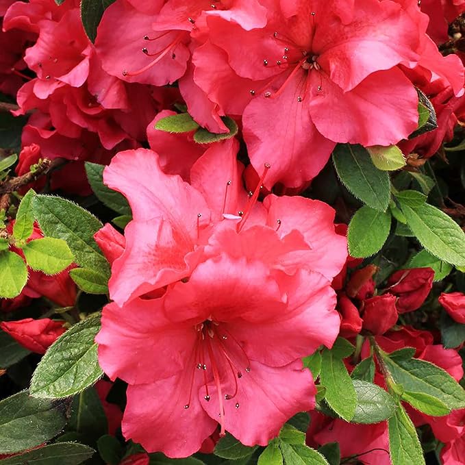 Azalea Rhododendron Azalea Cherry Flower Seeds for Planting – Bonsai Variety for DIY and Outdoor Gardens