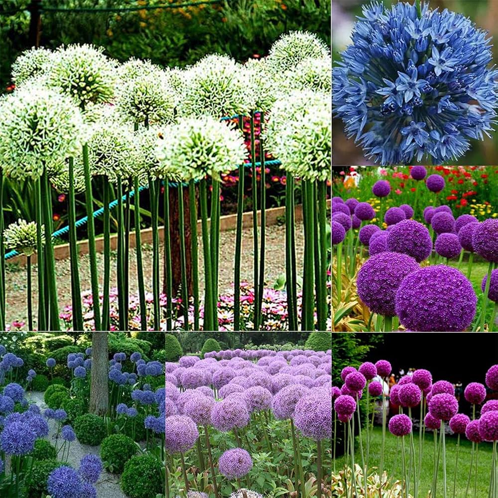 Giant Green Onion Allium Fistulosum and Allium Giganteum seeds for planting in balcony garden pots and vertical planters - for planting in home garden