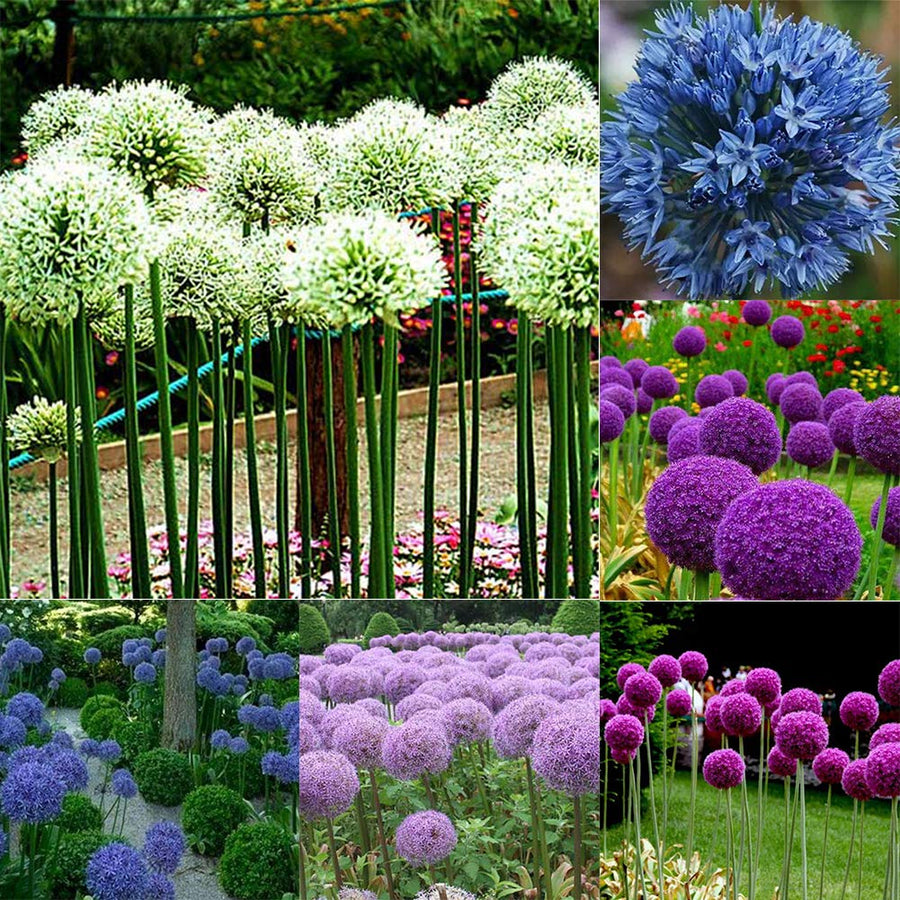 Allium giganteum (Giant Onion) for dramatic ornamental gardening