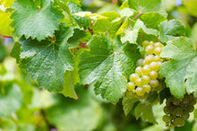 Merlot Grape Seeds (Vitis vinifera) for a homegrown harvest from the vineyard and backyard gardens