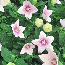 Balloon Seeds known for unique, Balloon-Shaped Blooms
