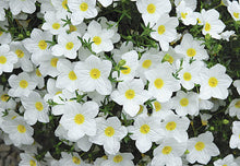 Cupflower Seeds for gardeners building out beds and borders
