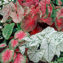 Caladium Seeds (Caladium bicolor) for a lasting display in the Flower Bed & Garden