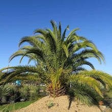 Pineapple Palm Seeds (Syagrus romanzoffiana) for growers establishing the Tropical Garden