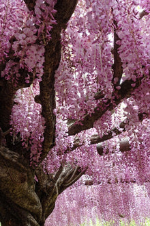 Wisteria Plants for colorful blooms in the Elegant Garden Vines