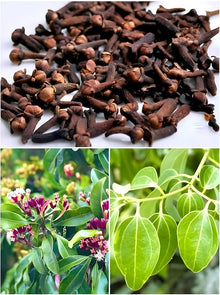 Clove Syzygium Aromaticum Seeds for colorful blooms in the Herb Garden & Home Garden