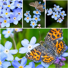 Myosotis Blue Forget-Me-Not Seeds for reliable seasonal color