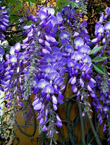 Chinese Wisteria Seeds (Wisteria sinensis) for growers establishing the garden arbors or bonsai pots