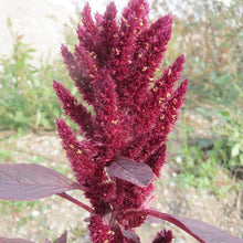 Giant Amaranth Seeds (Amaranthus cruentus) for a bright addition to the Flower Bed or Garden Border