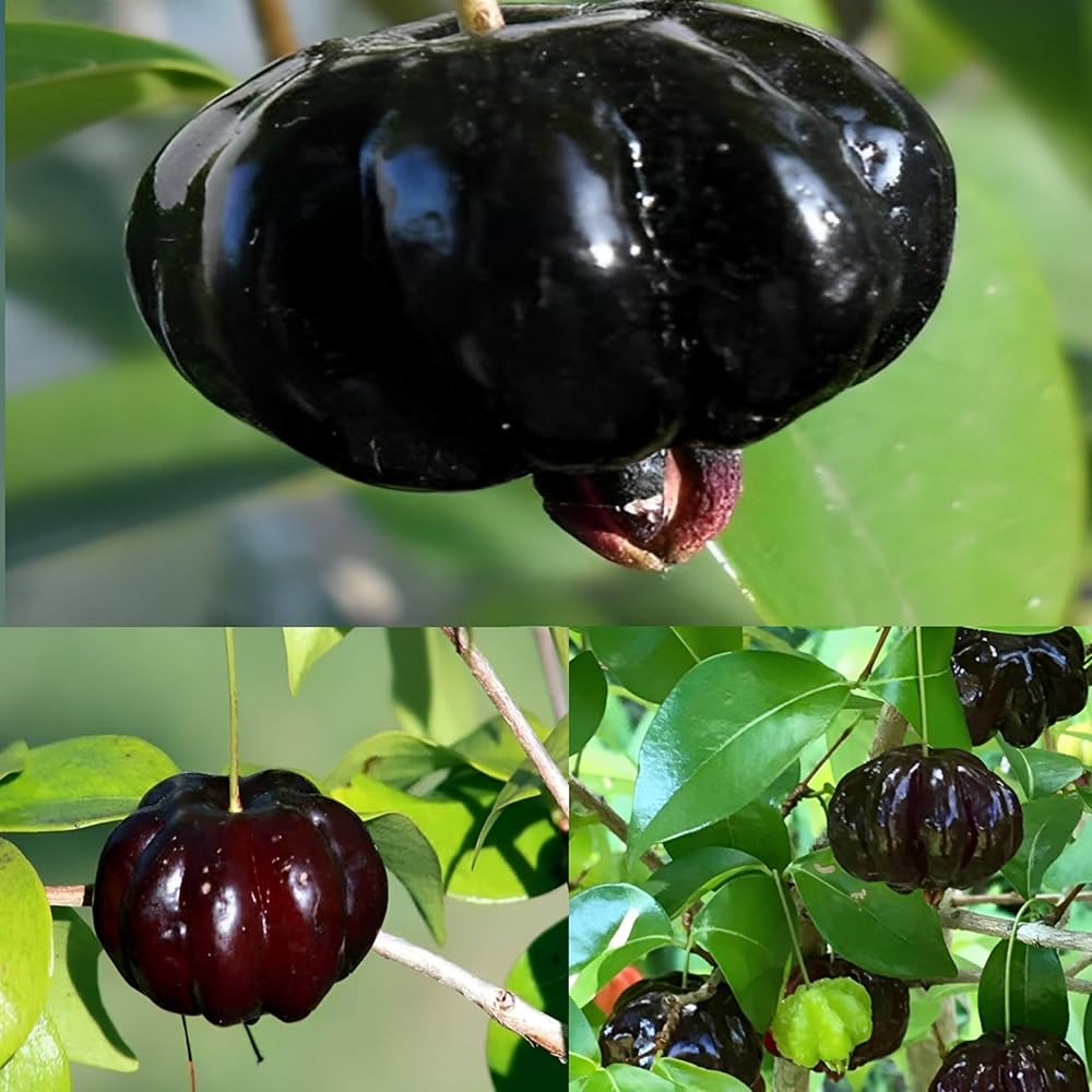 Australian Cherry Seeds, Black Cherry Seeds, Rare Fruit Tree Seeds for Home Garden Planting  Ornamental Garden Plant for Home Gardening