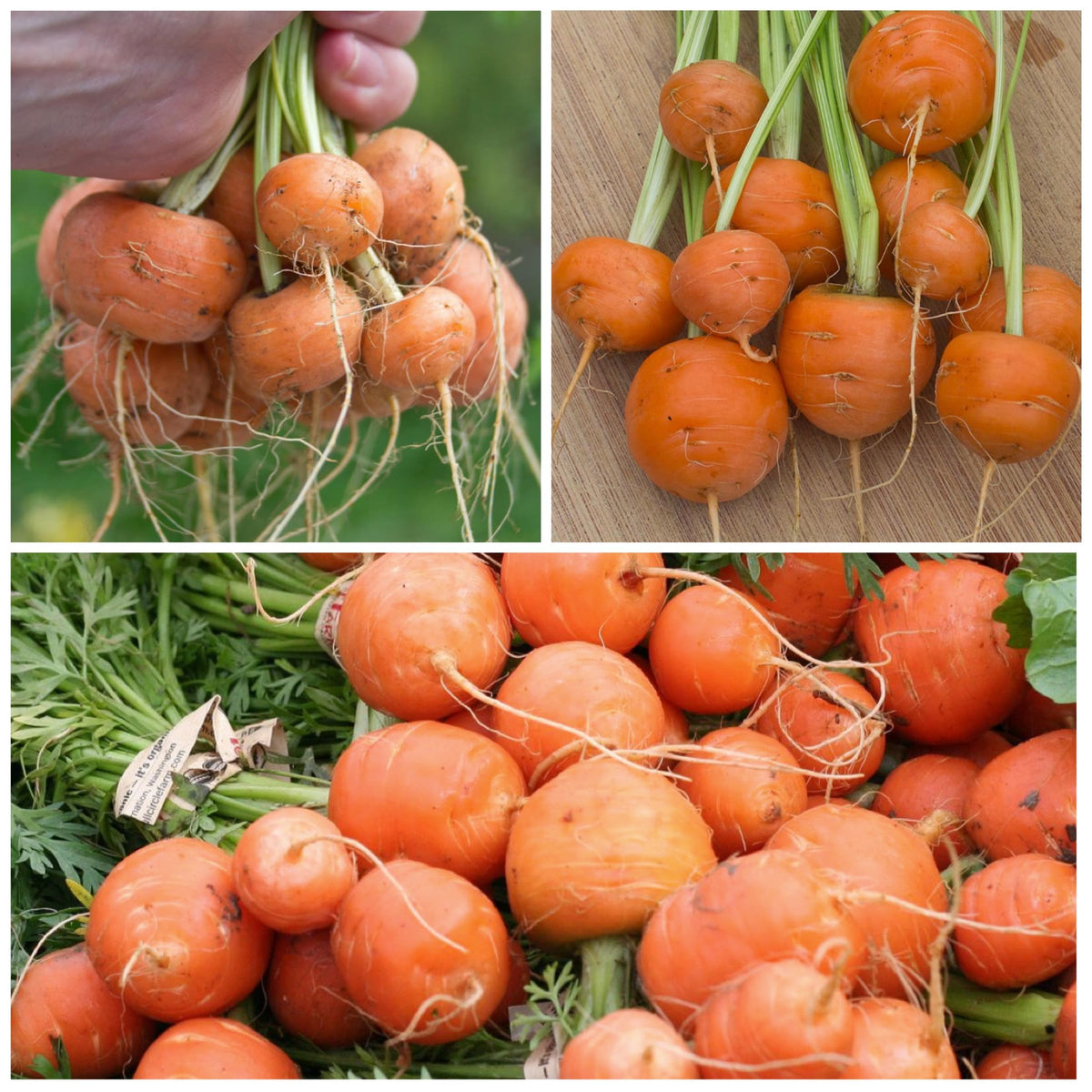 Paris Carrot Daucus carota for planting in urban garden
