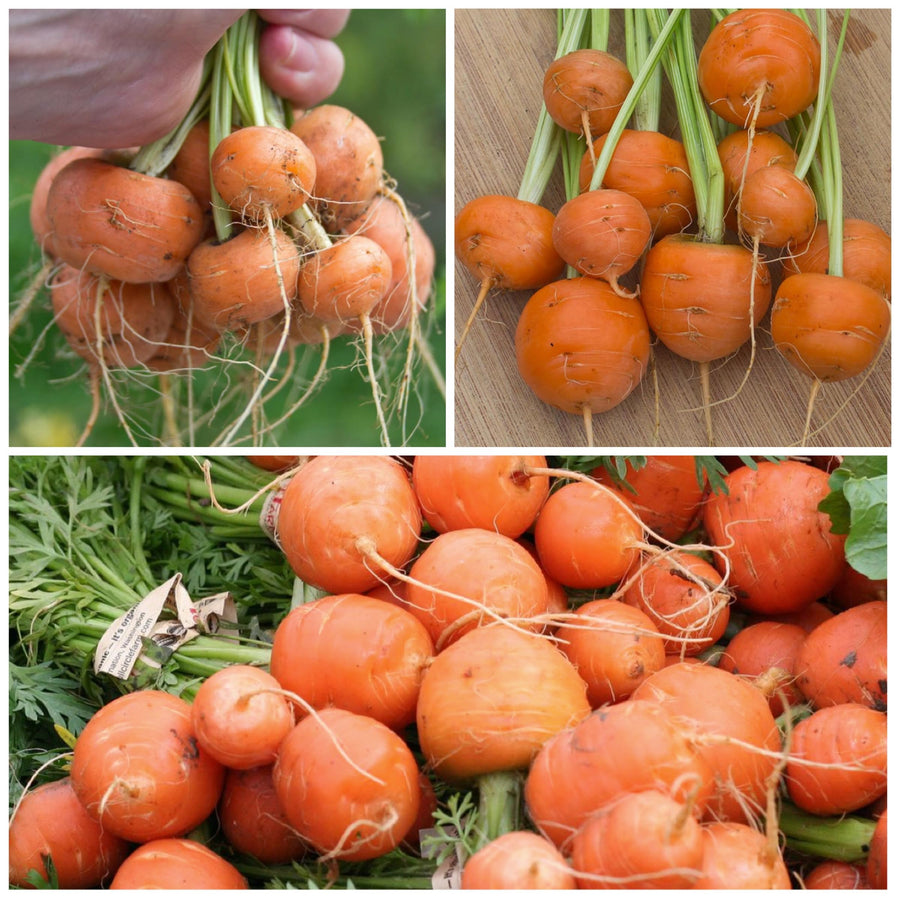 Paris Carrot Daucus carota for planting in urban garden