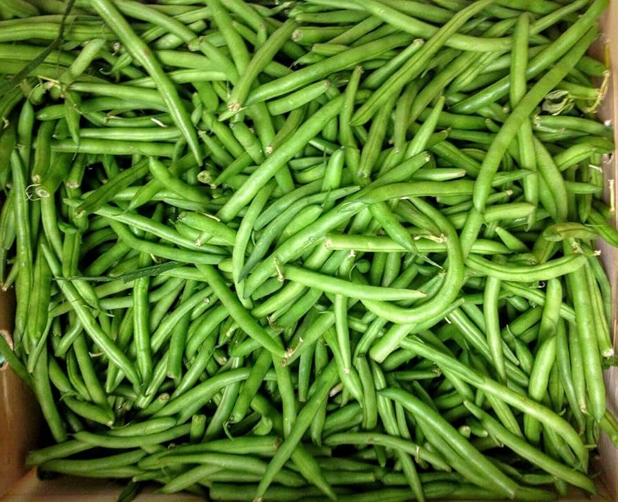 Blue Lake Bush Bean (Phaseolus vulgaris) for planting in vegetable garden