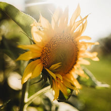 Mars Sunflower Seeds (Helianthus annuus) for seasonal color across the Flower Bed & Garden