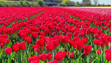 Daydream Darwin Hybrid Tulip Bulbs for reliable seasonal color