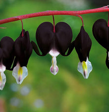 Dicentra Spectabilis Seeds (Dicentra spectabilis) for a lasting display in the Flower Bed