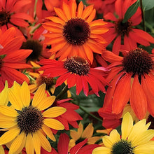 Glowing Dream Coneflower Seeds (Echinacea purpurea) for seasonal color across the flower beds and herb gardens