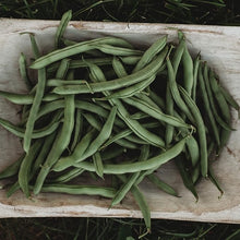 Blue Lake pole beans for canning and home garden