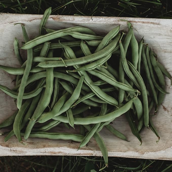 Blue Lake pole beans for canning and home garden