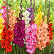 Gladiolus & Iris Gladiolus Hortulanus & Iris Germanica Mixed Seeds for colorful blooms in the Garden Borders