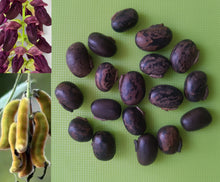 Mucuna Mucuna Pruriens Red Seeds for seasonal color across the Vertical Trellis Growth