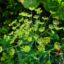 Endive Gardens for planting in home garden.
