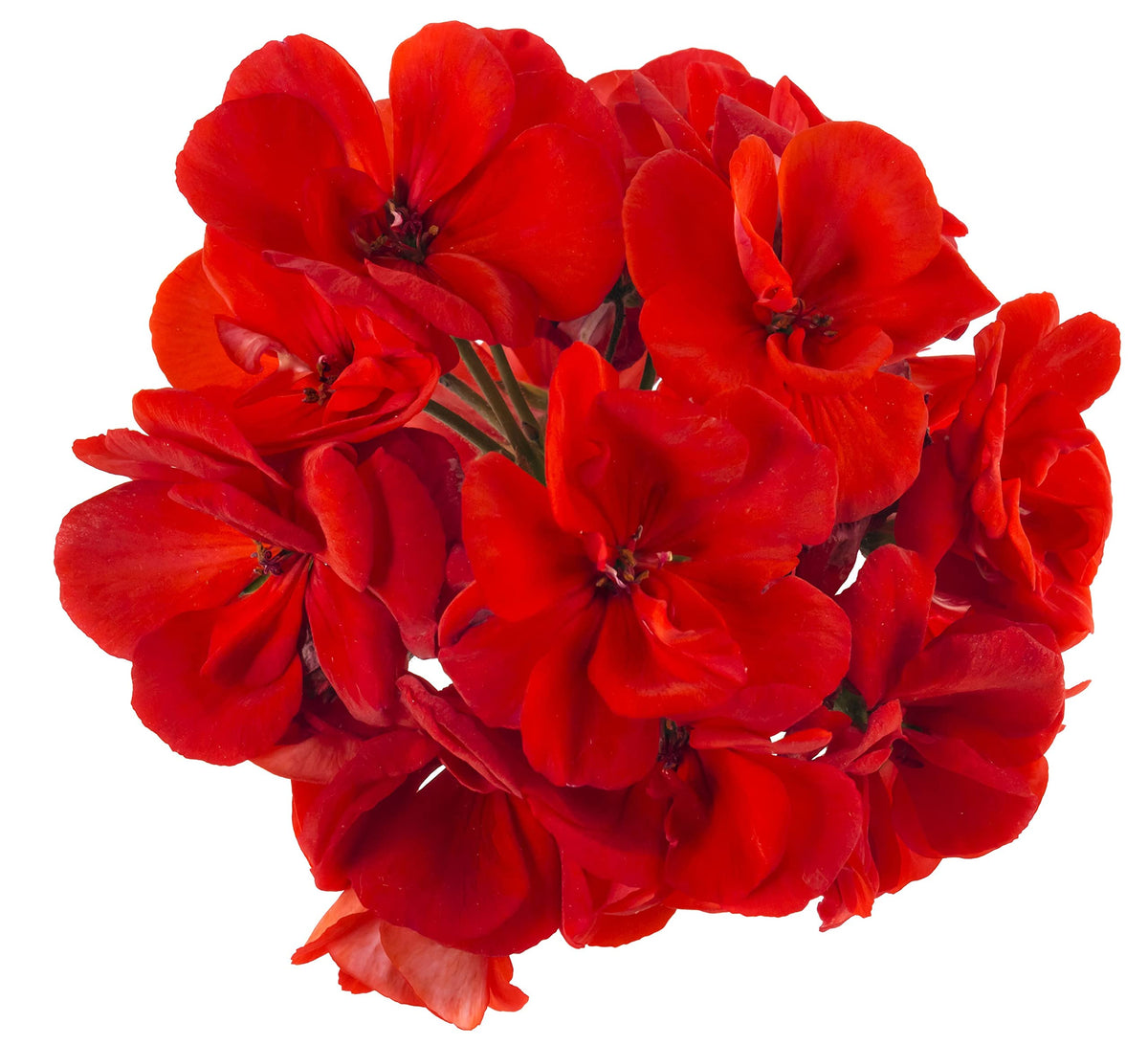 Ringo cardinal geranium Pelargonium × hortorum flower seeds for planting in backyard gardens - for planting in home garden