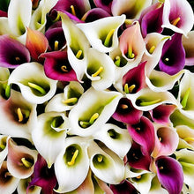 Lily Seeds (Lilium spp.) for a lasting display in the Flower Bed & Garden