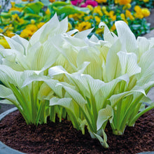 Light Green Hosta Seeds for long-term planting in the yard