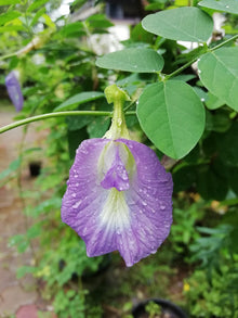 Lavender Campanula Punctata Seeds for a fragrant addition to the herb patch