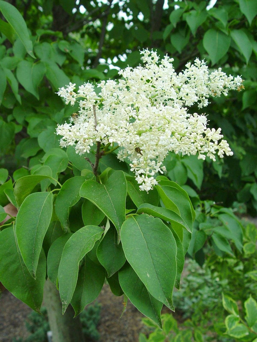Japanese Tree Lilac ��������� Syringa reticulata ��������� for ornamental garden