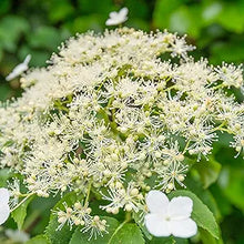 Climbing Hydrangea Hydrangea anomala for planting in garden