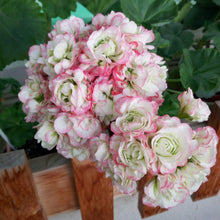 Geranium Seeds (Pelargonium hortorum) for a bright addition to the spring garden or containers