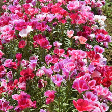 Godetia Double Azalea Mix Seeds (Clarkia amoena) for seasonal color across the flower bed