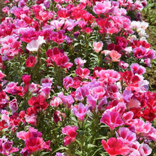 Hollyhock Rosenmalve Mix Alcea Rosea Seeds for a lasting display in the Cottage Backyard Borders