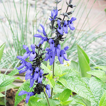 Black and Blue Salvia seeds ��������� Salvia guaranitica ��������� for planting in perennial garden