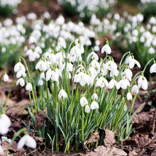 Snowdrop Seeds (Galanthus nivalis) for gardeners building out beds and borders