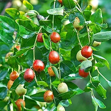 Indian Jujube Fruit Tree Seeds for Sweet and Hardy Fruit Trees