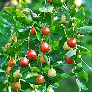 Indian Jujube Fruit Tree Seeds for Sweet and Hardy Fruit Trees